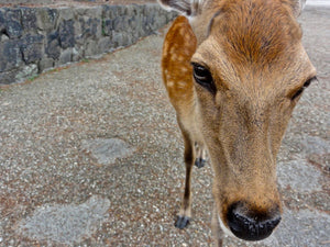 Deer, Nara, Japan - Worlds Abroad